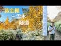 【台中新社-沐心泉休閒農場】此生必訪黃金白雪隧道-絕美仙境帶你造訪