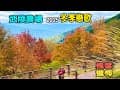 武陵農場的冬天楓葉與落羽松｜2025.1月武陵美景｜浪漫的楓葉｜漂亮的蠟梅