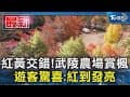 紅黃交錯! 武陵農場賞楓 遊客驚喜:紅到發亮｜TVBS新聞 @TVBSNEWS01