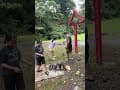 《黃金森林露營區》T250加8✖️7大天幕應付雨天剛剛好