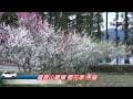 福壽山農場2026年櫻花季序曲 Prelude to the Cherry Blossom Season at Fushoushan Farm
