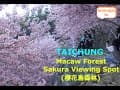 Taichung Macaw Forest Sakura Viewing Spot (櫻花鳥森林) | Taiwan