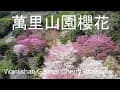 萬里山園櫻花Wanlishan Garden Cherry Blossoms
