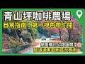 [景點] 青山坪咖啡農場自駕指南！絕美櫻花公路第一視角，隧道通車最新路況實測🎉 2026/02