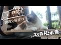 {camping貓咪/車露/車泊/露營｝松木青露營區｜開箱北極星P1紗窗版米白色｜喵喵景觀台(延伸帳) 下雨也不怕~