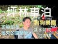 坪林車泊/狗狗遊樂園/毛孩天堂/大溪地露營區/戲水烤肉泡咖啡