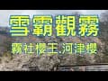 觀霧山莊霧社櫻王及雪霸休閒農場河津櫻正燦爛2023/03/04