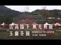 【宜蘭景點】不用去武陵農場！大同玉蘭茶園櫻花季，免門票賞櫻、看蘭陽平原全景 ｜在地茶香和茶燻滷味好吃