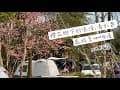 露營Vlog#10｜青杉嶴露營區｜親子露營｜苗栗南庄｜KZM X5｜Coleman MDX｜黑與白｜櫻花🌸季｜營區不專業介紹｜帶爸媽露營趣｜乾燥撤收｜戶外共食｜美景｜車友｜BMW我們這一家