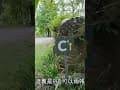 Hi 燥樹排露營區分享 #露營