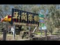 玉蘭茶園