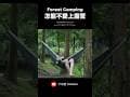 Forest Camping  #camping #asmr露營 #霧津山林 #療癒