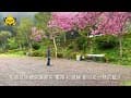 鹿林道營地-C區介紹