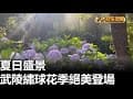 夏日盛景 武陵繡球花季絕美登場 |【民生八方事】| 2025062508 | 八大電視台