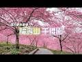 🌸遠的要命農場！福壽山千櫻園賞櫻｜台灣最夢幻的高山櫻花秘境!! 很遠!但是很值得