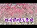 2026 - 3高雄 桃源  拉芙蘭櫻花農場🌸櫻花開免費賞櫻秘境也可以露營喔!