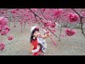 王金蓮[相片集]盛開的櫻花.浪漫如雲.112/02/14 拉伕蘭櫻花農場(茂林國家風景區)高雄市桃源區-南橫公路