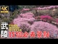 2025武陵農場櫻花季｜搭國光也能玩2天1夜？意外發現櫻花池秘境！ Taiwan Wuling Farm Cherry Blossom Season In-depth Tour