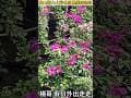 橫山鄉大山背休閒農業植物區 旅遊 #新竹縣 #旅遊 #植物 #大山背