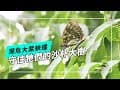 一年一世代~謎之大紫蛺蝶｜守住牠們的沙朴大樹(我們的島 第1273集 2024-09-16)