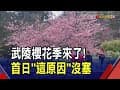 武陵農場櫻花季迎客!首日花開5成 山櫻.河津櫻.三色梅盛放 賞櫻專車因寒流取消!遊人減 機動開放入園｜非凡財經新聞｜20250208