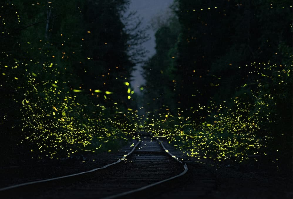 東部螢火蟲露營區-歡迎造訪露營地圖精選的台灣東部螢火蟲露營區！在這段魔幻的時光，夜晚的露營地將被無數閃爍的螢火蟲點亮，宛如置身於童話世界。