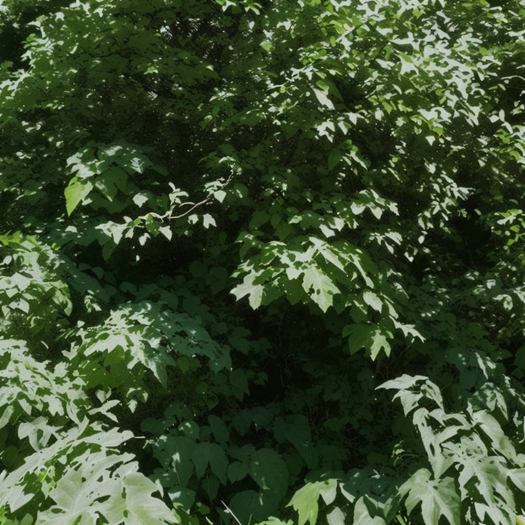 One Star Dream Camp (Official)