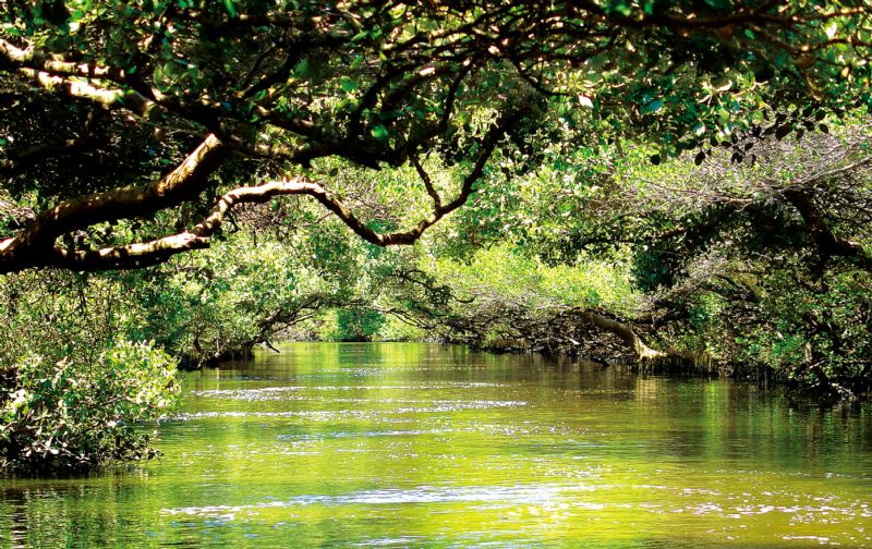 一篇看完台南安平四草綠色隧道交通資訊及旅遊全攻略!